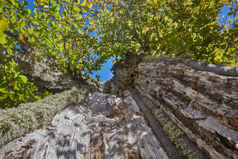 Gemeinde Lindberg Landkreis Regen Hochschachten hohler Baum (Dirschl Johann) Deutschland REG